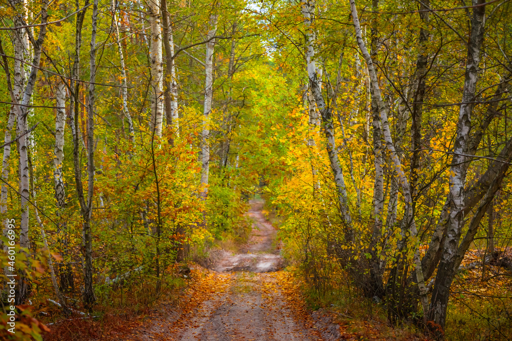 ground road in red dry birch forest, quiet autumn forest