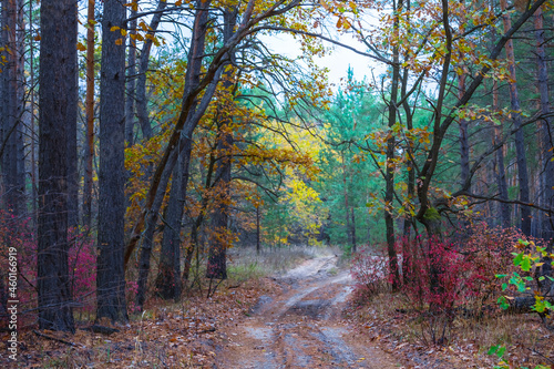 ground road in red dry forest  quiet autumn forest