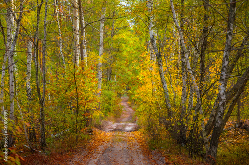 ground road in red dry birch forest  quiet autumn forest
