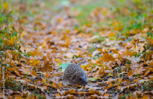 little hedgehog in red dry autumn leaves, seasonal animal scene