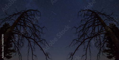 dry tree silhouette on night starry sky background