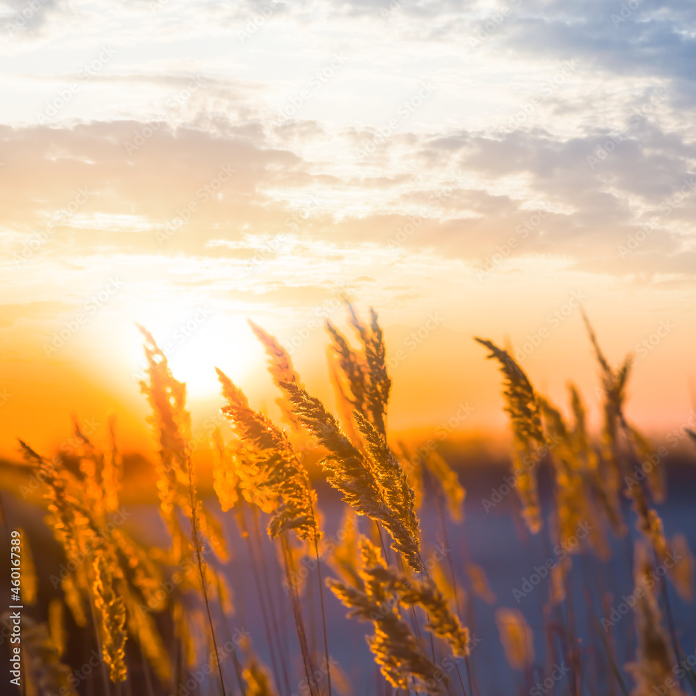 closeup prairie grass in light of evening sun closeup prairie grass in light of evening sun