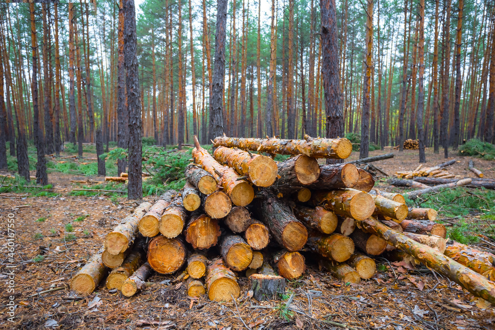 closeup heap of pine tree trunk in forest, outdoor industrial ecological background closeup heap of pine tree trunk in forest, outdoor industrial ecological background