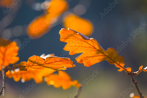 closeup red oak tree branch in forest  seasonal natural background