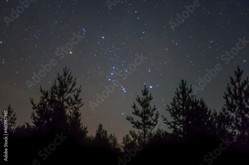 Orion constellation on starry sky above forest silhouette background