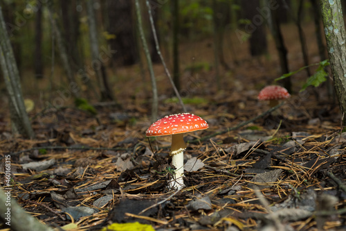 Amanita mushroom with a red hat in the forest