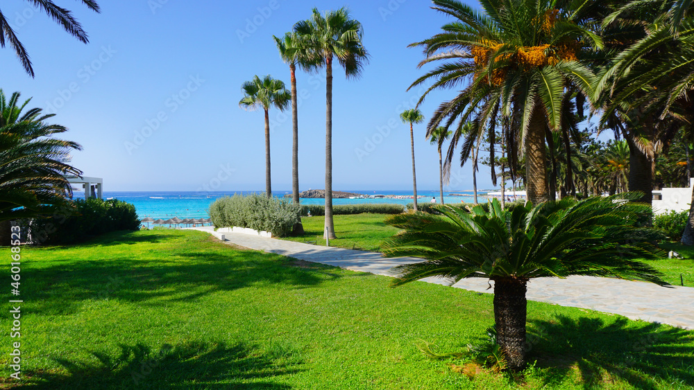 palm trees bushes lawn summer sea blue sky sunny resort vacation vacation beautiful landscape cyprus palm trees bushes lawn summer sea blue sky sunny resort vacation vacation beautiful landscape cyprus
