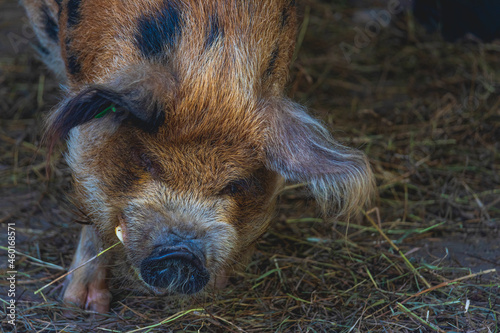 A large orange and black kune kune pig eats straw and relaxes to enjoy some shade on a sunny day.
