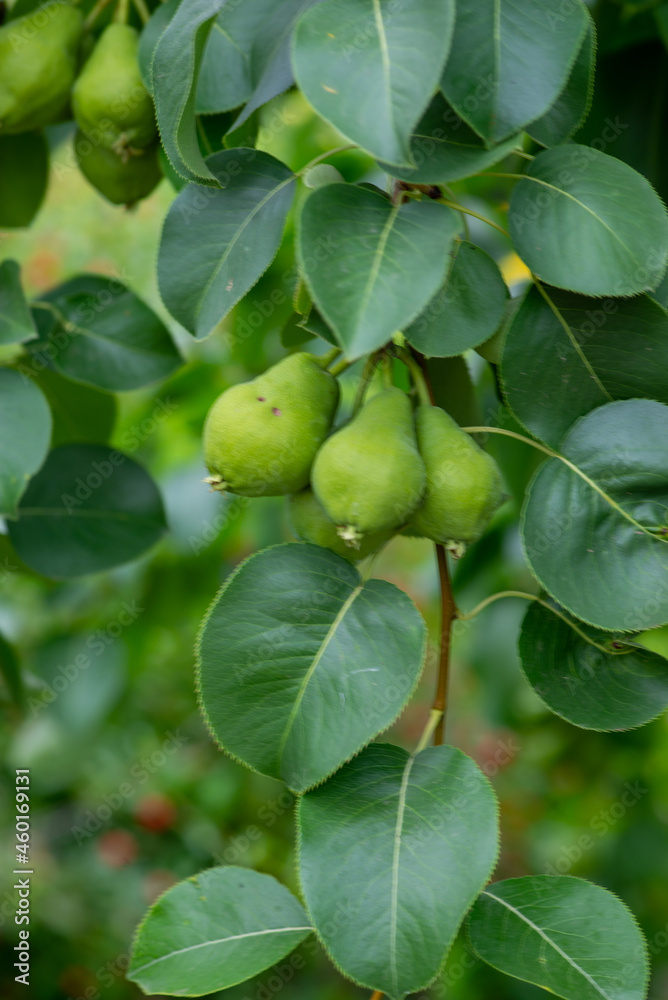 the fruits of a ripe pear are hanging on a tree. High quality photo