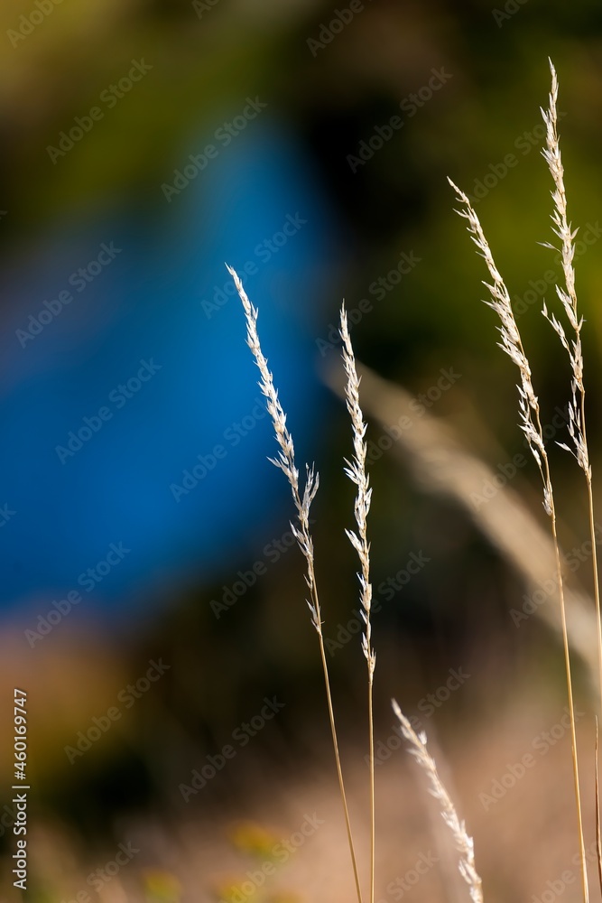 Fototapeta premium Natural Still Life