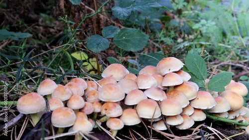 Zooming Out Of A Cluster of Wild Poisonous Mushrooms 