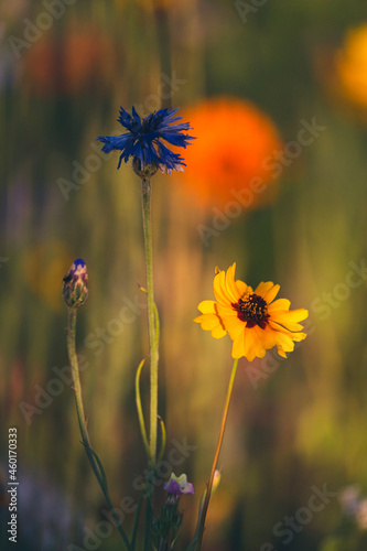 sunrise flowers