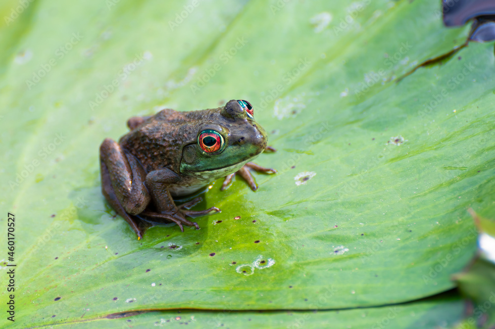 Obraz premium frog