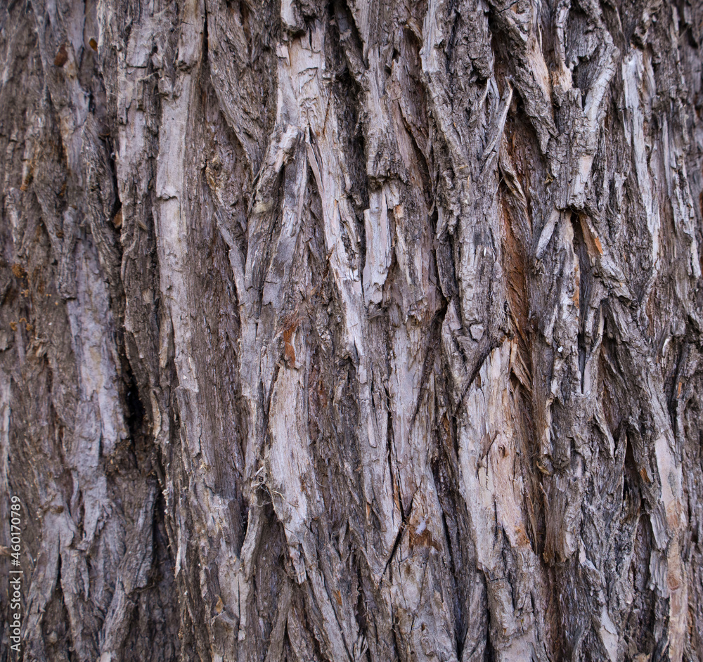 Tree bark close-up. Natural background Tree bark close-up. Natural background