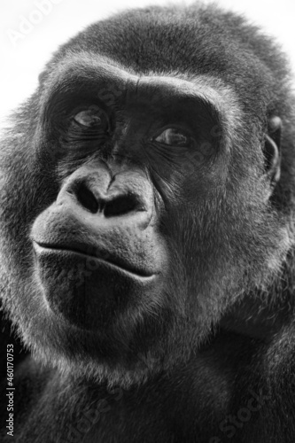 Gorilla © PedroLealPhotography