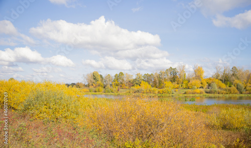 Autumn landscape. Yellow trees, river and blue sky. Natural background
