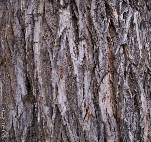 Tree bark close-up. Natural background