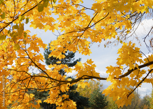 Autumn background. A tree with yellow leaves on a blue sky background