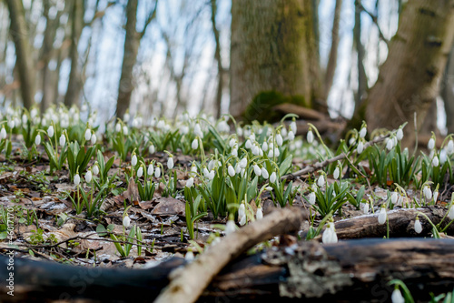 Many small white snowdrops grow in spring forest