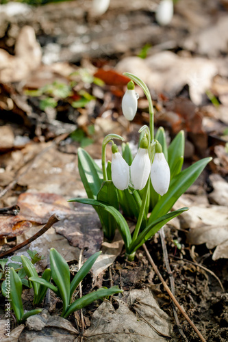 Early delicate snowdrop flowers in spring forest