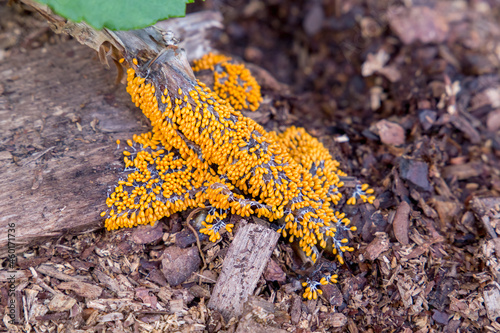 Mushroom - Leocarpus fragilis slime mold on the trunk of a garden hydrangea. North Karelia. Russia