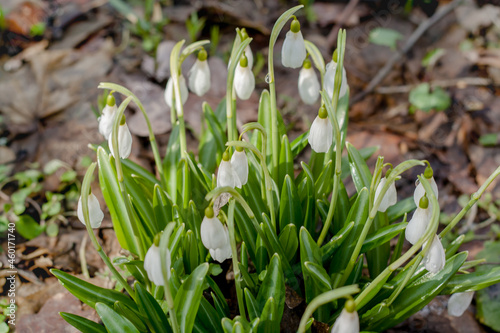 Early delicate snowdrop flowers in spring forest