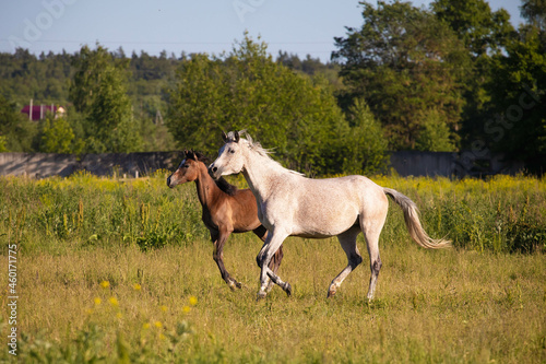 horse and foal in field © Gessica Mazza