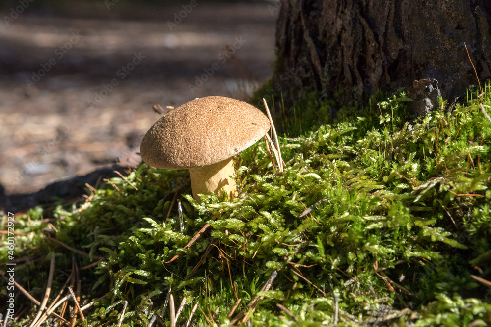 Boletus mushrooms. Edible mushrooms. Forest harvest. Mosswheel. Boletus mushrooms. Edible mushrooms. Forest harvest. Mosswheel.