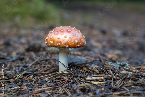 Amanita mushrooms. Poisonous mushroom. Deadly mushrooms.