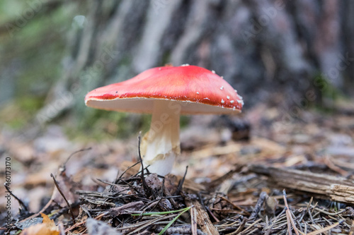 Mushroom. Amanita mushrooms. Red mushrooms. Red mushroom with white dots. Red mushroom close-up. Focus selected.