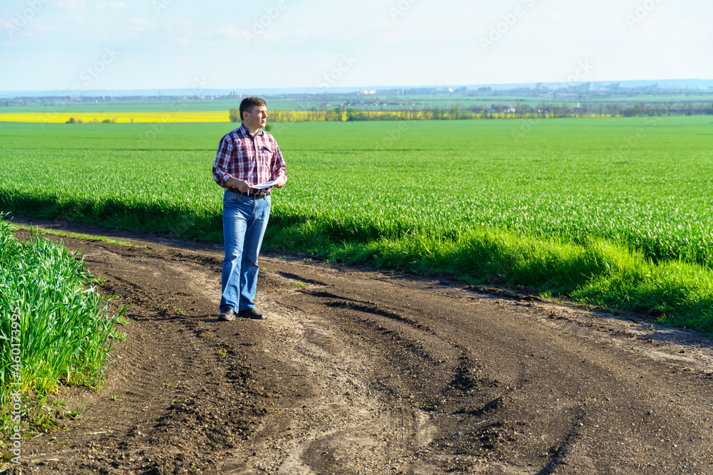 a man as a farmer poses in a field, dressed in a plaid shirt and jeans, checks reports and inspects young sprouts crops of wheat, barley or rye, or other cereals, a concept of agriculture and agronomy