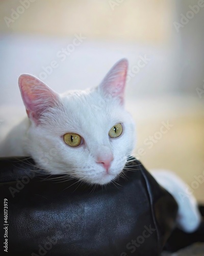 white cat 