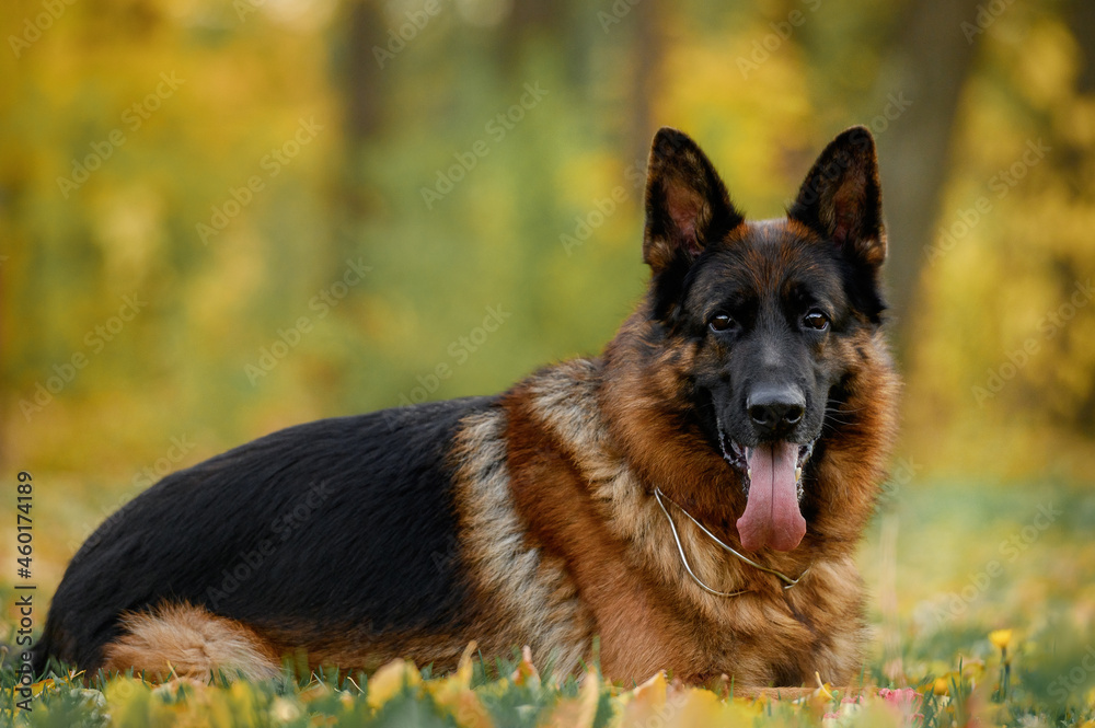 german shepherd portrait on autumn background