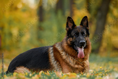 german shepherd portrait on autumn background