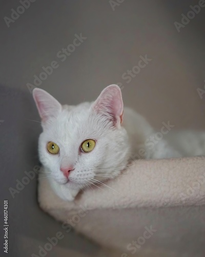 white cat 