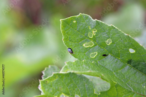 Cabbage Stem Flea Beetle (Psylliodes chrysocephala) on radish leaves. It is an important pest of the cruciferous plants 