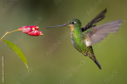 Buff-winged Starfrontlet hummingbird in flight foraging on a tropical flower photo