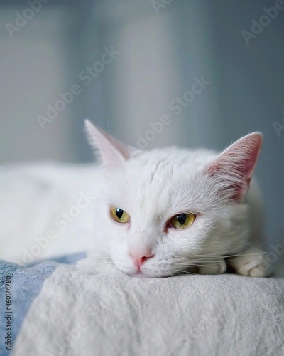 white cat 