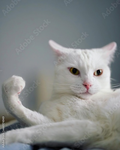 white cat 