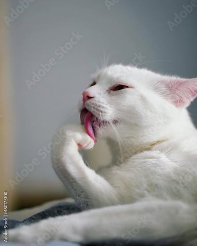 white cat 