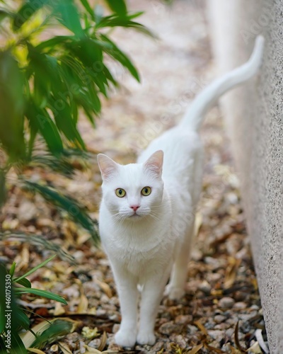 white cat 