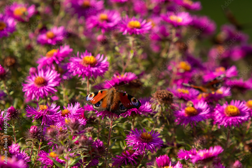 Motyl Rusałka Pawik na tle fioletowych kwiatów
 - obrazy, fototapety, plakaty 