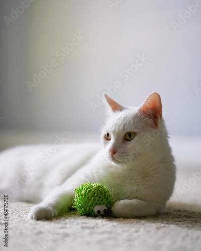 cat on the grass