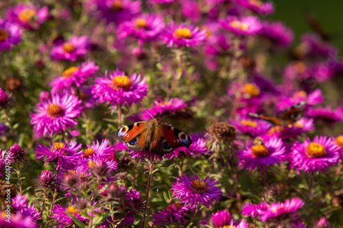 Motyl Rusałka Pawik na tle fioletowych kwiatów 