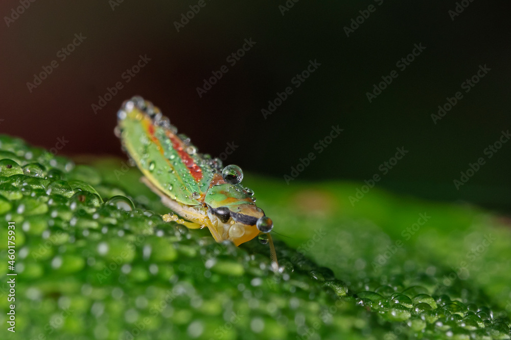 Round-headed cicadas on a wet rose petal Round-headed cicadas on a wet rose petal