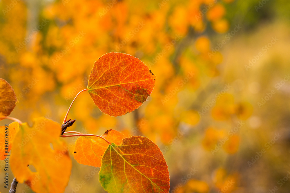 Obraz premium aspen macro