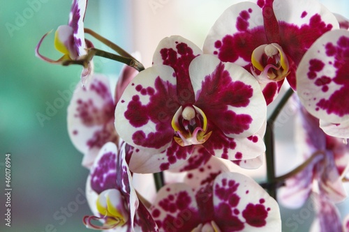 Obraz na płótnie Blüten einer Phalaenopsis Orchidee weiß mit lila w salonie