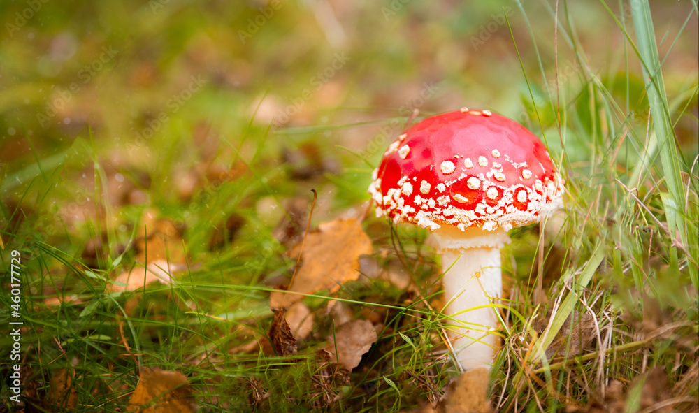 A real mushroom fly agaric in the forest A real mushroom fly agaric in the forest