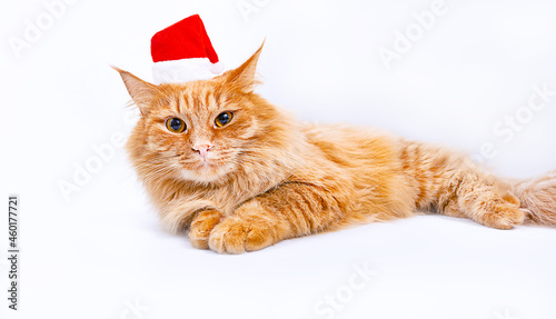A Red Cat in a Christmas hat on a white background