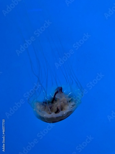 Jellyfish Swimming in the Calm Water